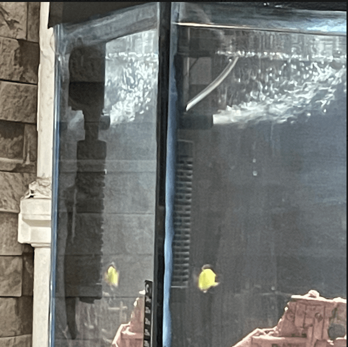 Aquarium at METU EE Canteen
